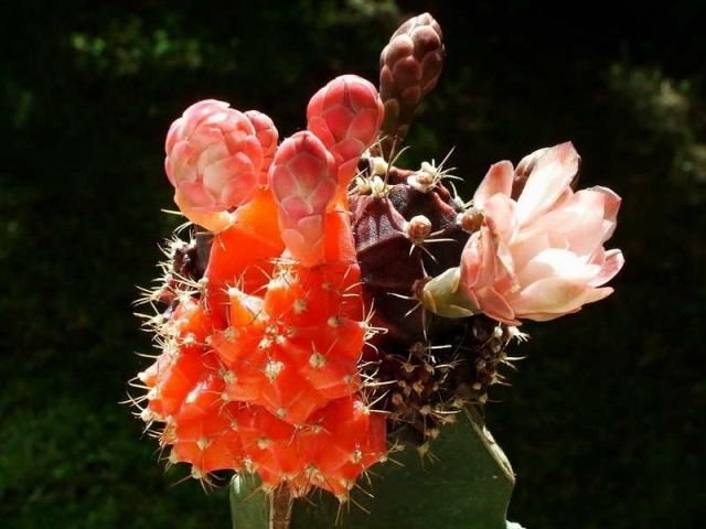 Gymnocalycium _mihanovichii _variegata _cv.'Nishiki' 03
